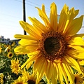 IMG_2232.JPG