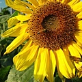 IMG_2238.JPG