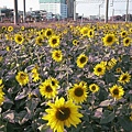IMG_2246.JPG
