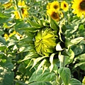 IMG_2255.JPG