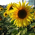 IMG_2259.JPG