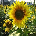IMG_2261.JPG
