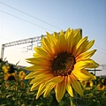 IMG_2338.JPG