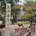 奈良公園1