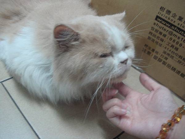 2008–11–17　奶油