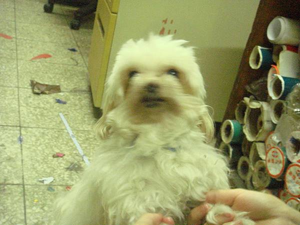 2008–12–11　乖乖