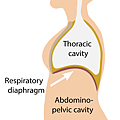 DiaphragmPelvicFloor.png