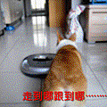 走到哪跟到哪.gif