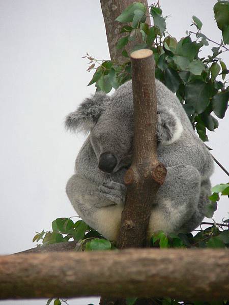 Koala再一張