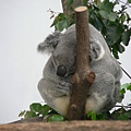 Koala再一張