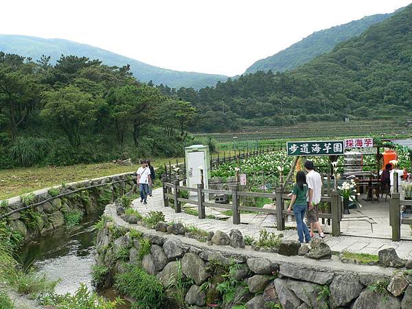 海芋田一景