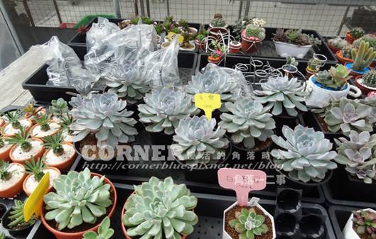 探訪台中多肉3 3 微笑多肉 Corner慢活的角落時光 痞客邦 探訪台中多肉3 3 微笑多肉 Corner慢活的角落時光 痞客邦