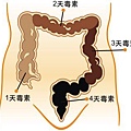 大腸宿便分布圖