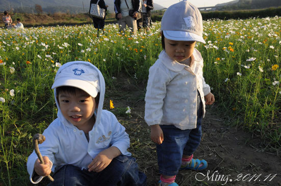 (3Y5M&1Y5M)銅鑼杭菊-寶寶貝貝in花海01