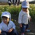 (3Y5M&1Y5M)銅鑼杭菊-寶寶貝貝in花海01