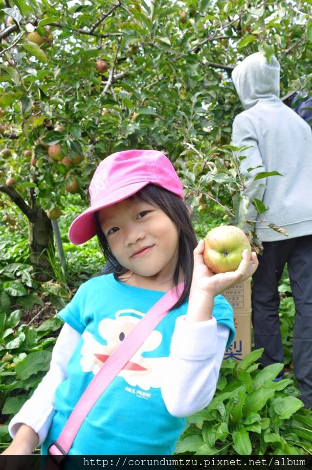 12189008_774341392700921_8848686316876335865_n貝貝採蘋果.jpg 12189008_774341392700921_8848686316876335865_n貝貝採蘋果.jpg