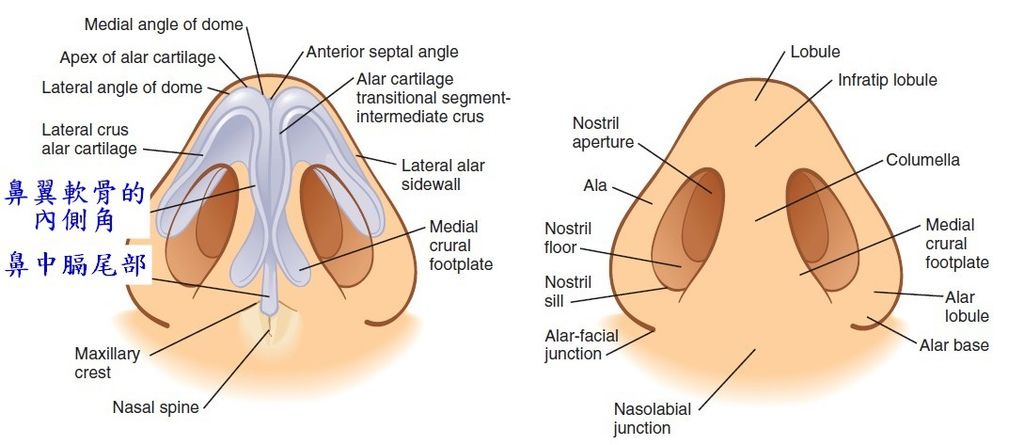 Nose17.jpg