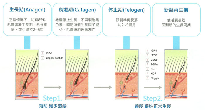 20110708生髮週期.jpg