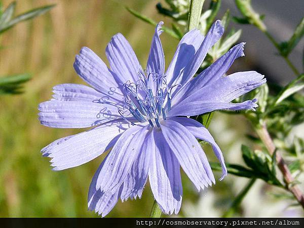 巴哈花精菊苣 Chicory Aum Center 巴哈花精菊苣 Chicory Aum Center