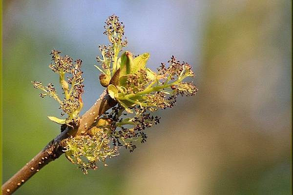巴哈花精胡桃 Walnut Aum Center 巴哈花精胡桃 Walnut Aum Center