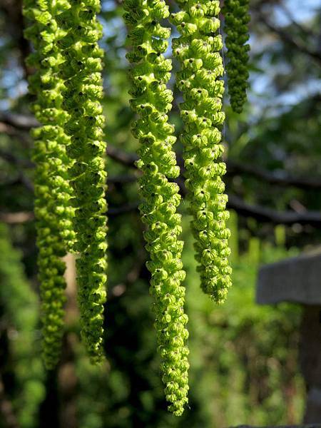 walnut The-flowers-.jpg