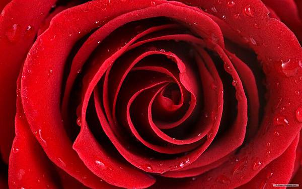 2-2 rose-wallpaper-10.jpg 2-2 rose-wallpaper-10.jpg