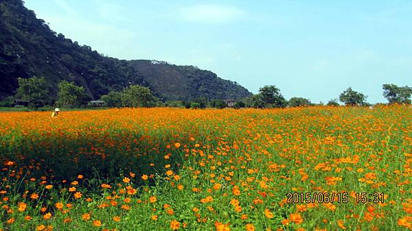 波斯菊 (3).JPG 波斯菊 (3).JPG