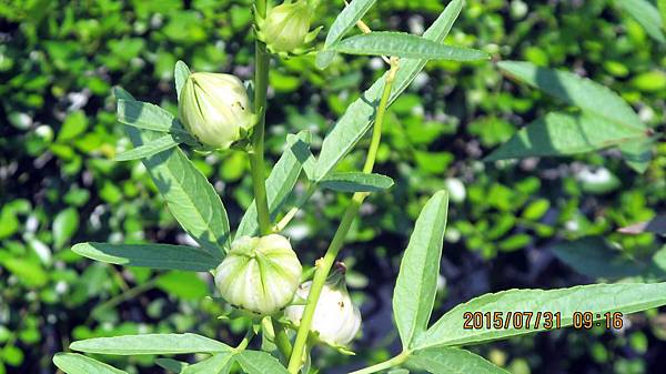 1040731020植物園-洛神.JPG