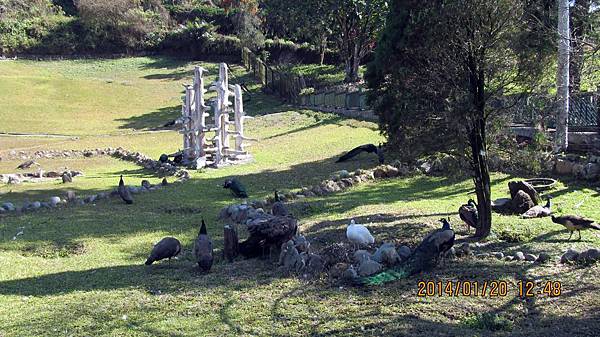 1030120072日月潭-孔雀園.JPG 1030120072日月潭-孔雀園.JPG