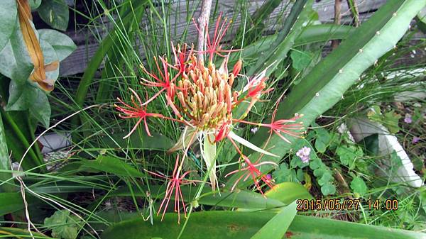 1040527002花紀錄-火球花.JPG 1040527002花紀錄-火球花.JPG