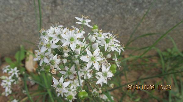 1071009005蔥花-富岡