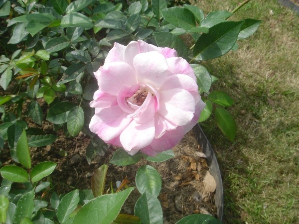 rose027.jpg