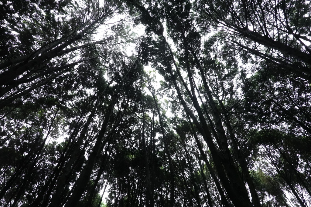 森林系-松木青露營區-新竹五峰-一個人下雨天的悠閒-整理瑞典