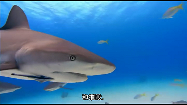 shark6.png