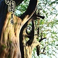 1-IMG_2975九芎-手足