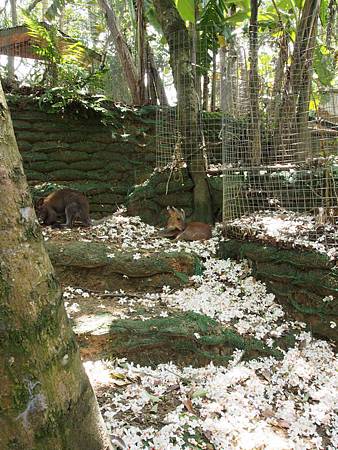 動物被桐花包圍了