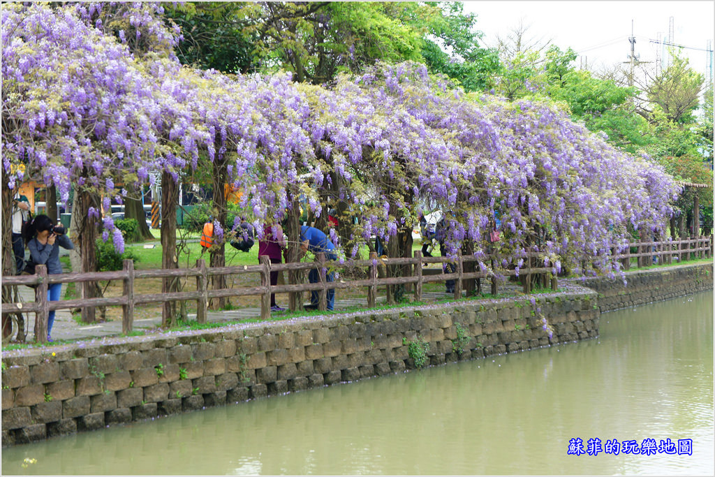 桃園龜山 大湖紀念公園 紫藤花開 邂逅這一季的紫色浪漫 蘇菲的玩樂地圖 痞客邦