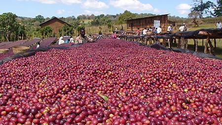 natural-process-coffee.jpg