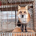 藏王狐狸🦊_200923_8.jpg