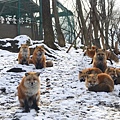 藏王狐狸🦊_200923_36.jpg