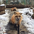 藏王狐狸🦊_200923_42.jpg