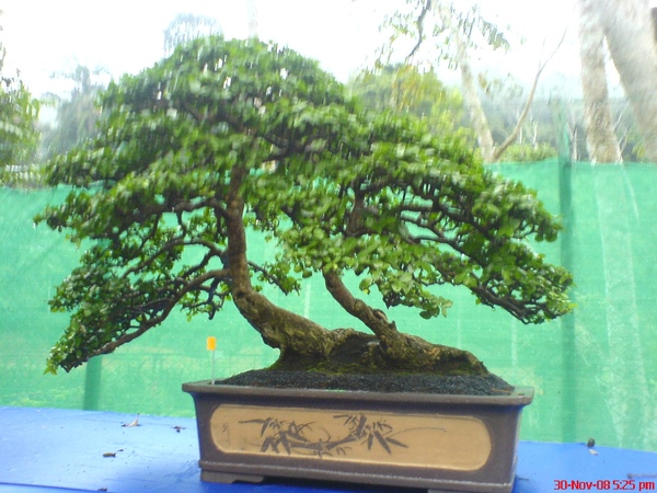 bonsai1.JPG