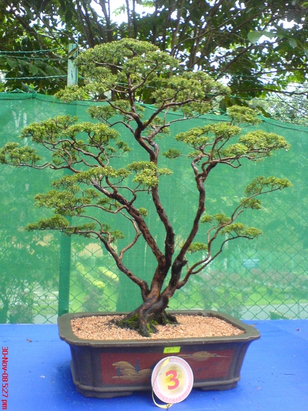 bonsai5.JPG