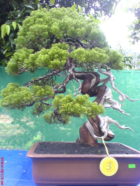 bonsai6.JPG bonsai6.JPG