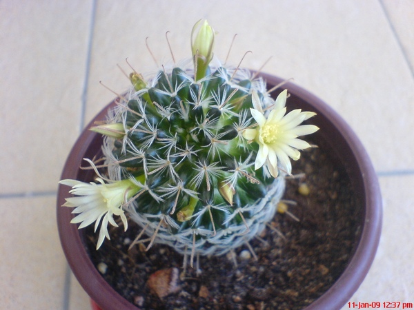 cactus 2.JPG cactus 2.JPG
