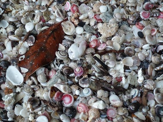 shell n leaf.JPG shell n leaf.JPG