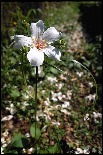 油桐小花