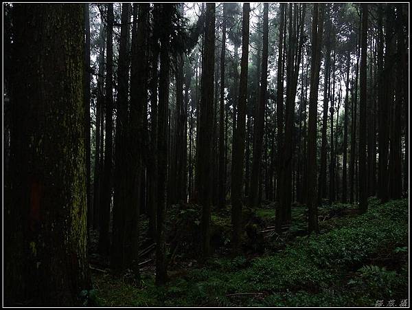 100216嘉南三日-阿里山-步道