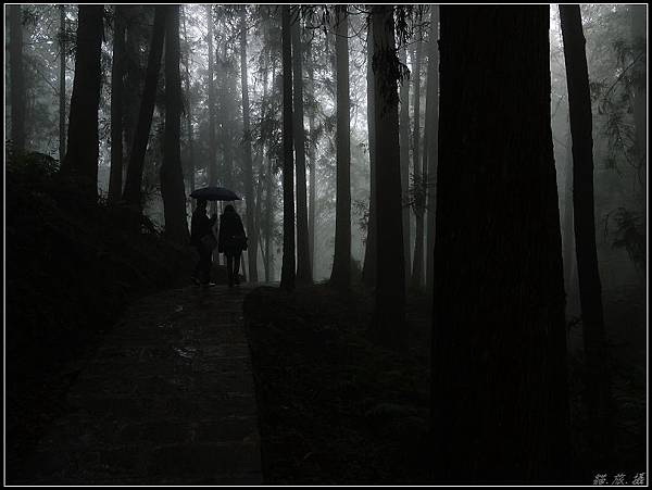 100216嘉南三日-阿里山-步道