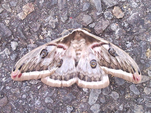 20120206 獅潭協雲宮-飛蛾